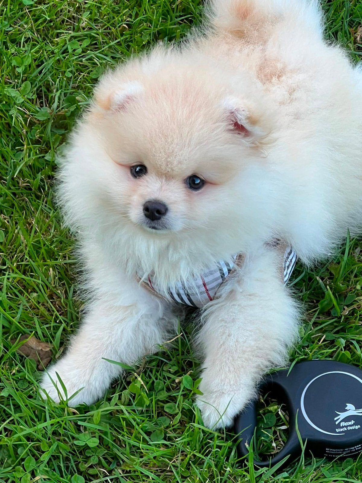 Pomeriaan pup, Particulier, Keeshond, Reu, 8 tot 15 weken