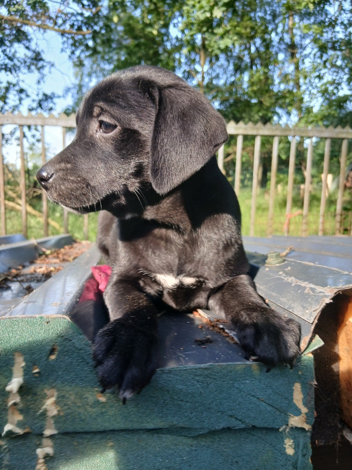 Boerenfox X Labrador, 8 tot 15 weken, Teef, Parvo, Meerdere