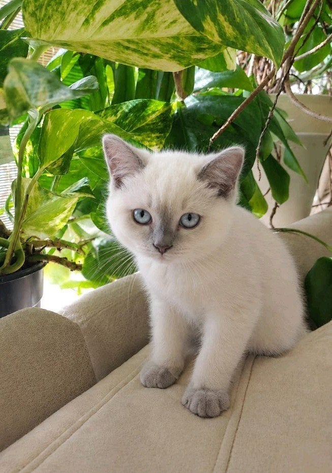 Prachtig Britse korthaar kitten + 2x gevaccineerd, Dieren en Toebehoren
