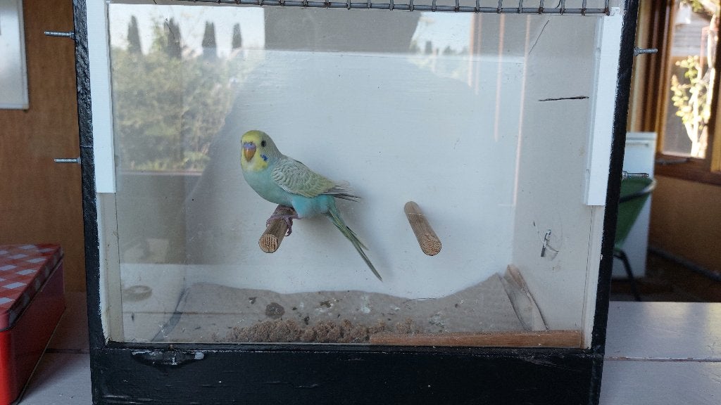 Grasparkiet baby, Dieren en Toebehoren, Vogels | Parkieten en Papegaaien, Geslacht onbekend, Parkiet, Geringd