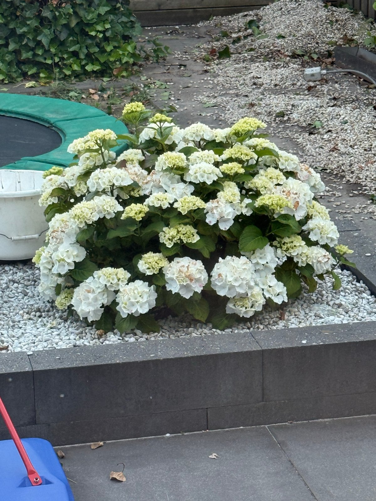 Prachtige Hortensia's voor uw tuin (gratis), Tuin en Terras, Planten | Tuinplanten, Vaste plant, Halfschaduw, Zomer, Ophalen
