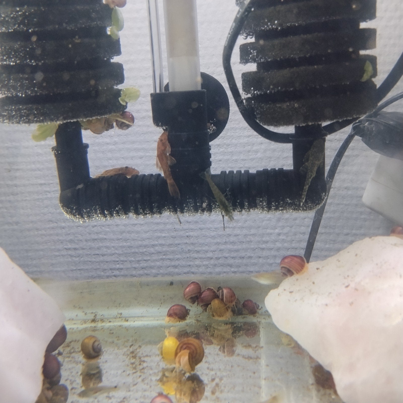 Red Argus Ancistrus, Dieren en Toebehoren, Vissen | Aquariumvissen, Vis, Zoetwatervis