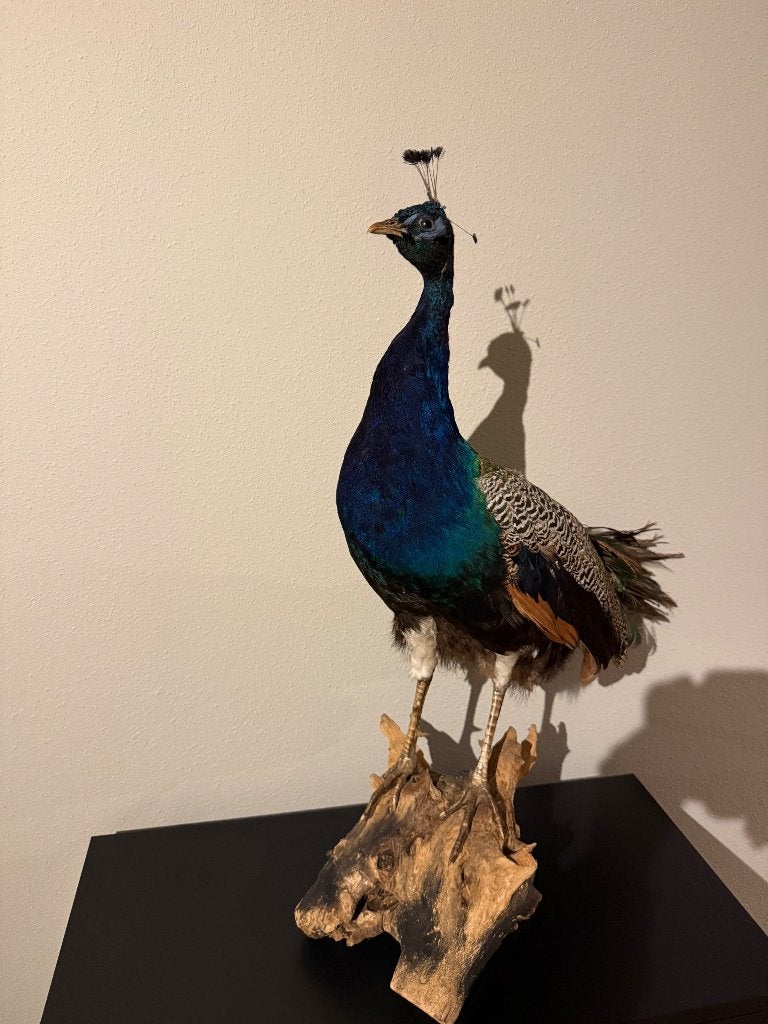 Pauw zonder sleep, taxidermie, Ophalen, Zo goed als nieuw, Vogel, Opgezet dier