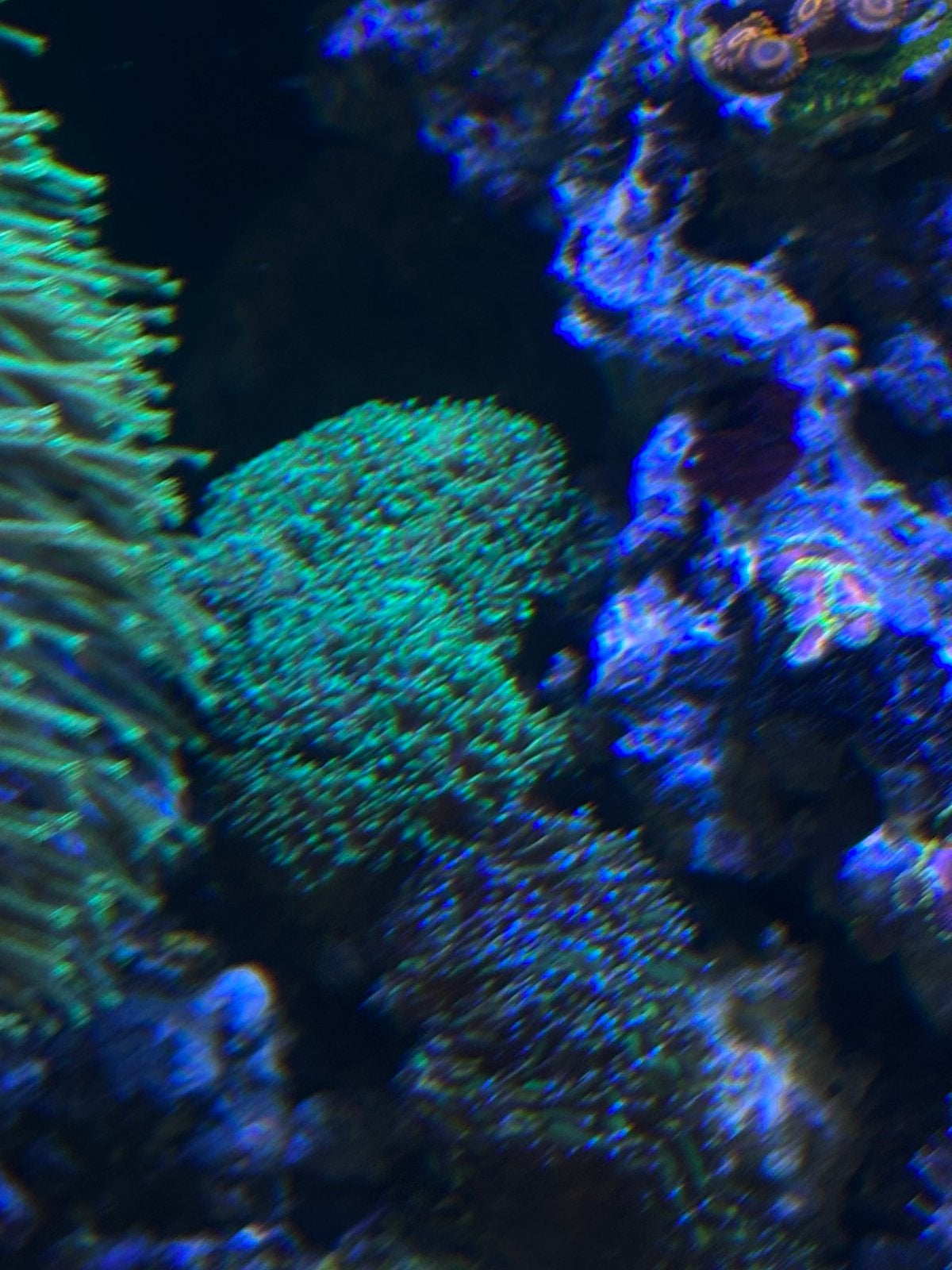 Galaxea Fascicularis, Dieren en Toebehoren, Vissen | Aquariumvissen, Vis