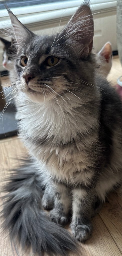 Mainecoon kittens, Meerdere dieren, Gechipt, 0 tot 2 jaar