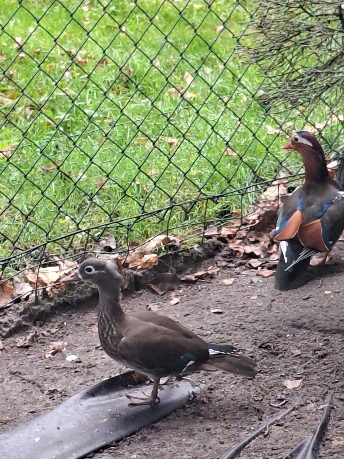 Mandarijn eenden te koop, Meerdere dieren, Eend
