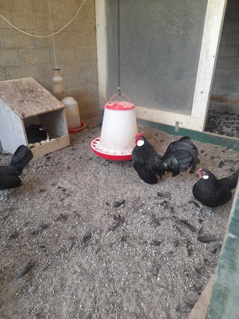 Java krielen te koop, Dieren en Toebehoren, Meerdere dieren, Kip