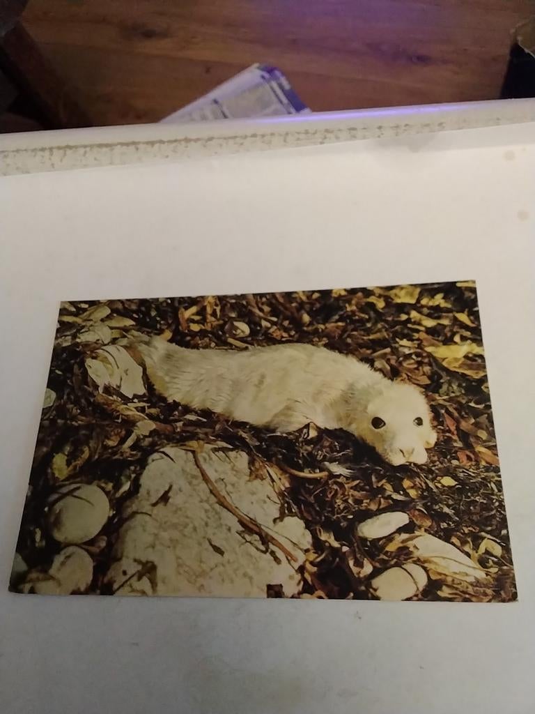 GRIJZE ZEEHONDEN PUP, Ophalen of Verzenden, 1980 tot heden