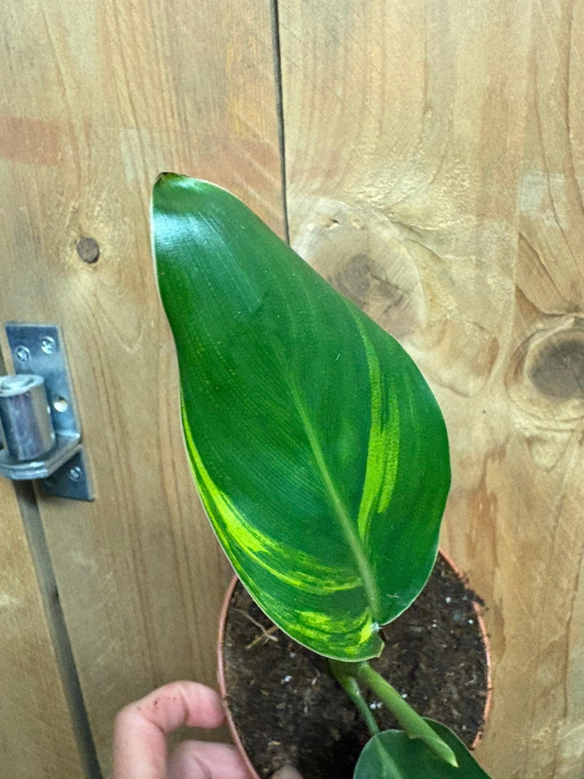 Strelitzia reginae variegata plant aurea yellow lemon mint, Ophalen of Verzenden, Halfschaduw, Minder dan 100 cm