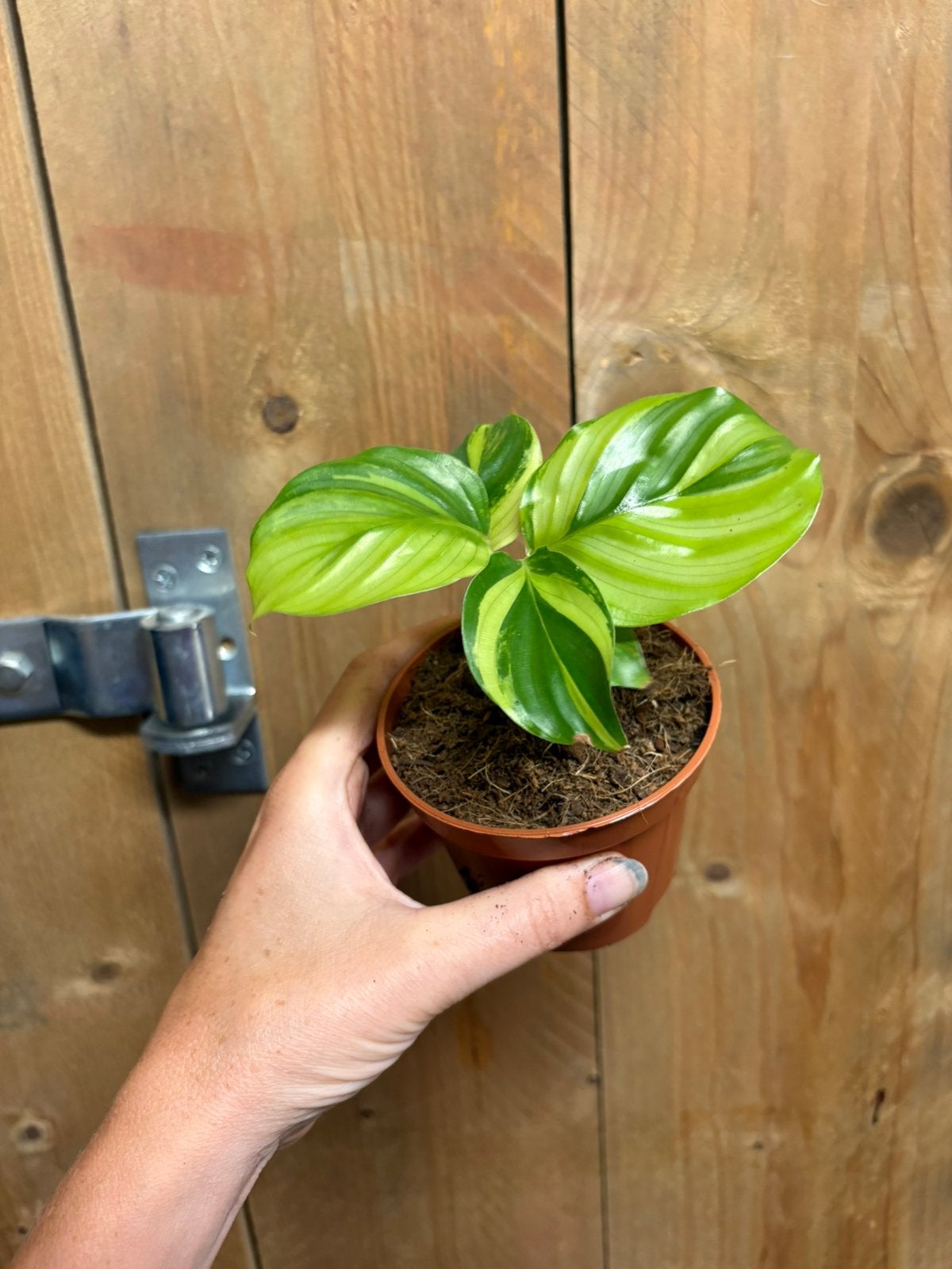 Calathea orbifolia plant aurea yellow lemon lime variegata, Ophalen of Verzenden, Halfschaduw, Minder dan 100 cm