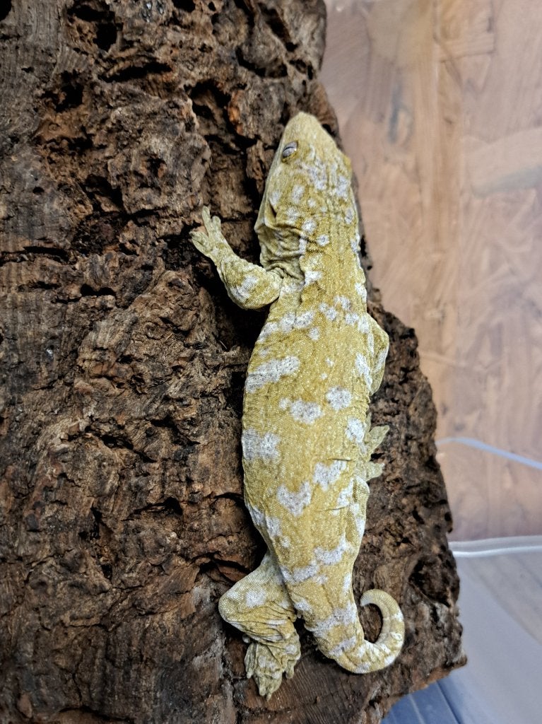 Rhacodactylus Leachianus Nuu Ami f2 generatie, Overige soorten, 0 tot 2 jaar