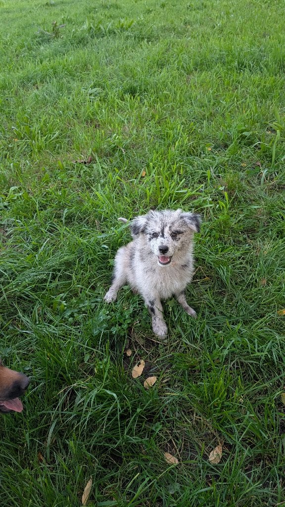 altdeutsche hütehund tiger pups, 8 tot 15 weken, Meerdere, Meerdere dieren, Herder