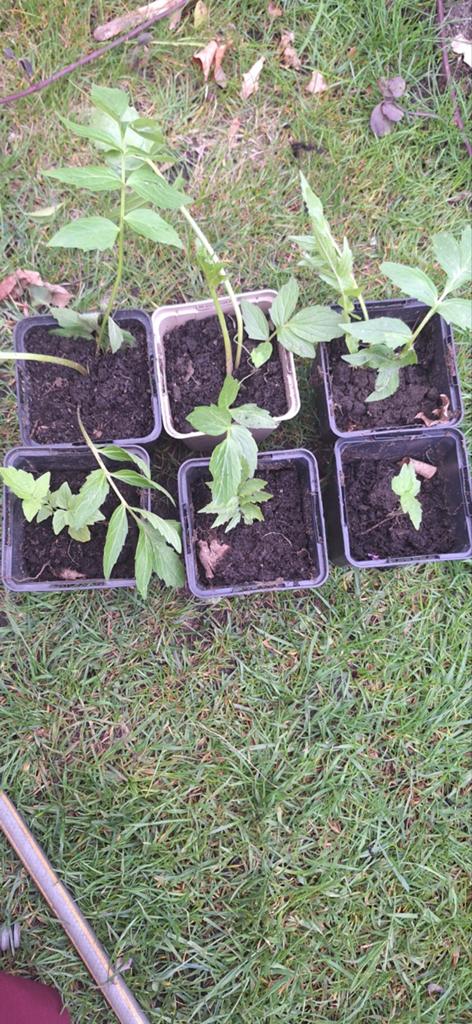 Valeriaan, Ophalen, Eenjarig, Groenteplanten, Volle zon