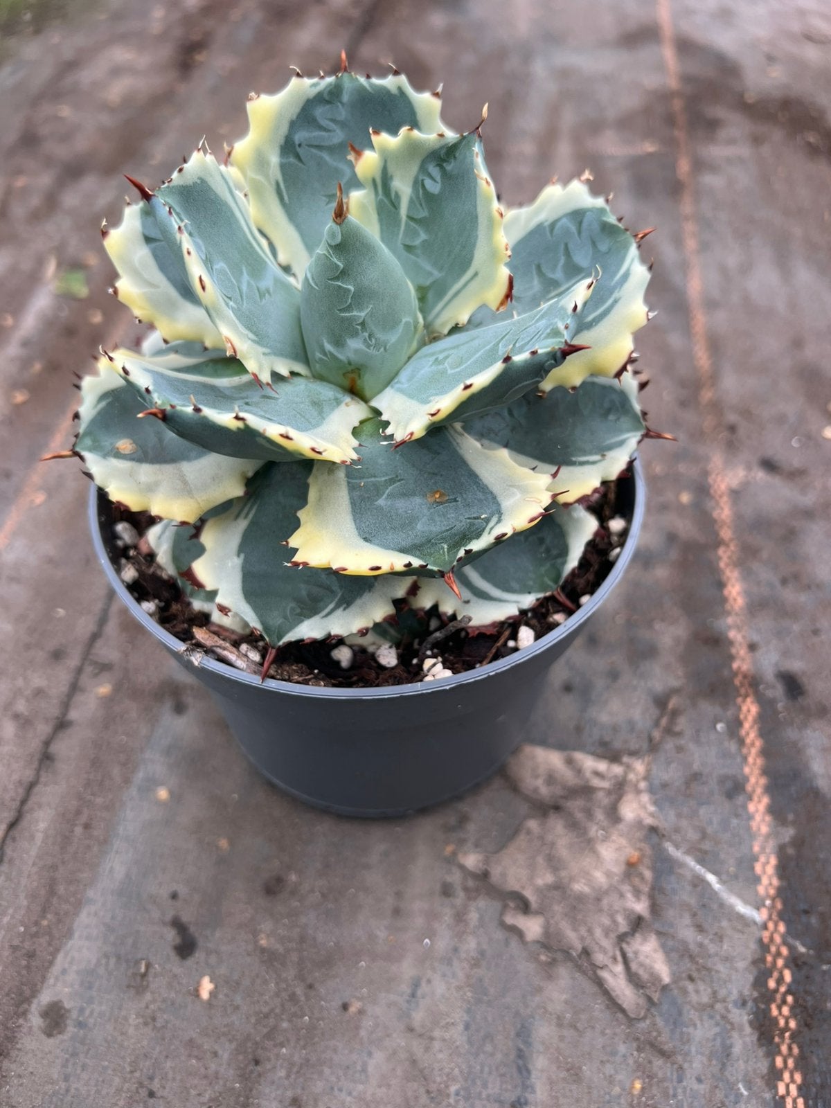 Agave potatorum variagta, Tuin en Terras, Planten | Fruitbomen, Ophalen of Verzenden, 100 tot 250 cm, Volle zon, Vijgenboom