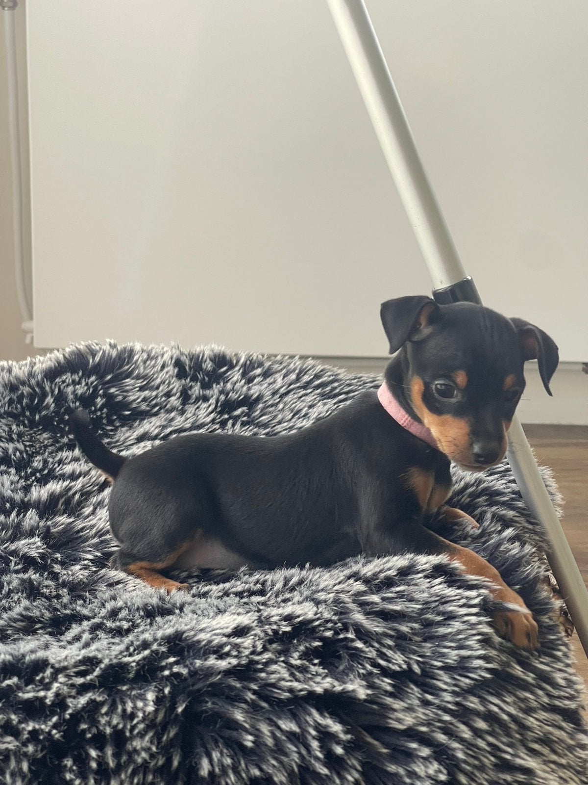 Nog 2 Dwerg Pinscher pups beschikbaar, Parvo, 8 tot 15 weken, Meerdere, Meerdere dieren