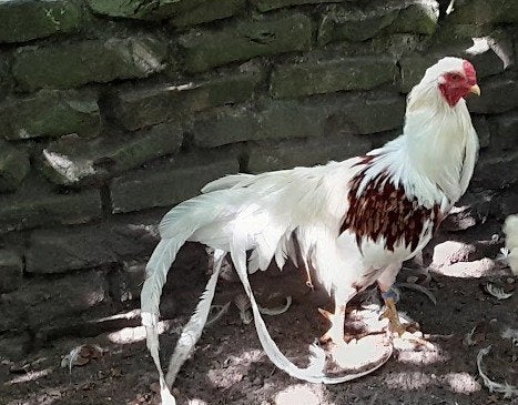Yokohama haan gratis, Dieren en Toebehoren, Mannelijk, Kip