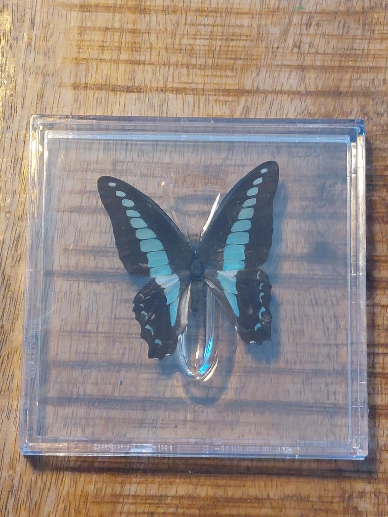 Opgezette vlinder in doosje - Graphium sarpedon, Verzenden, Nieuw, Insect, Opgezet dier