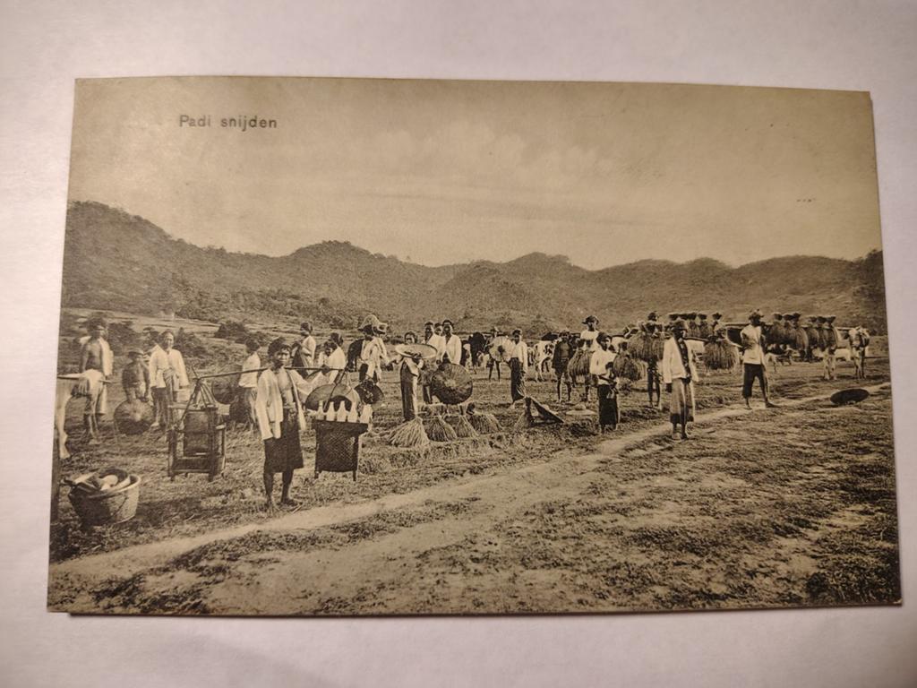 Nederlands-Indië Padi snijden, Ophalen of Verzenden, 1920 tot 1940