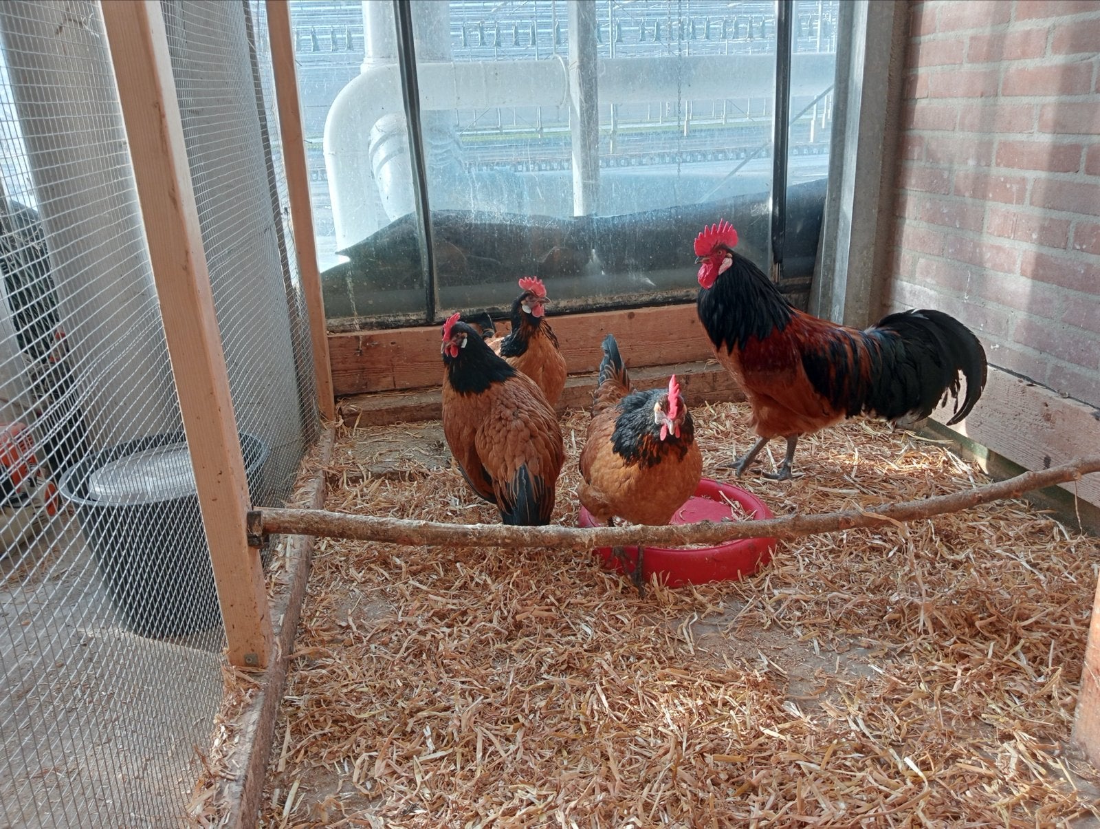 Jonge voorwerk kippen, Meerdere dieren, Kip