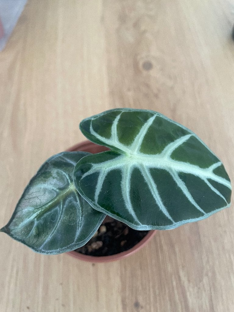 alocasia balloon heart variegata, Verzenden, Overige soorten, Halfschaduw, In pot