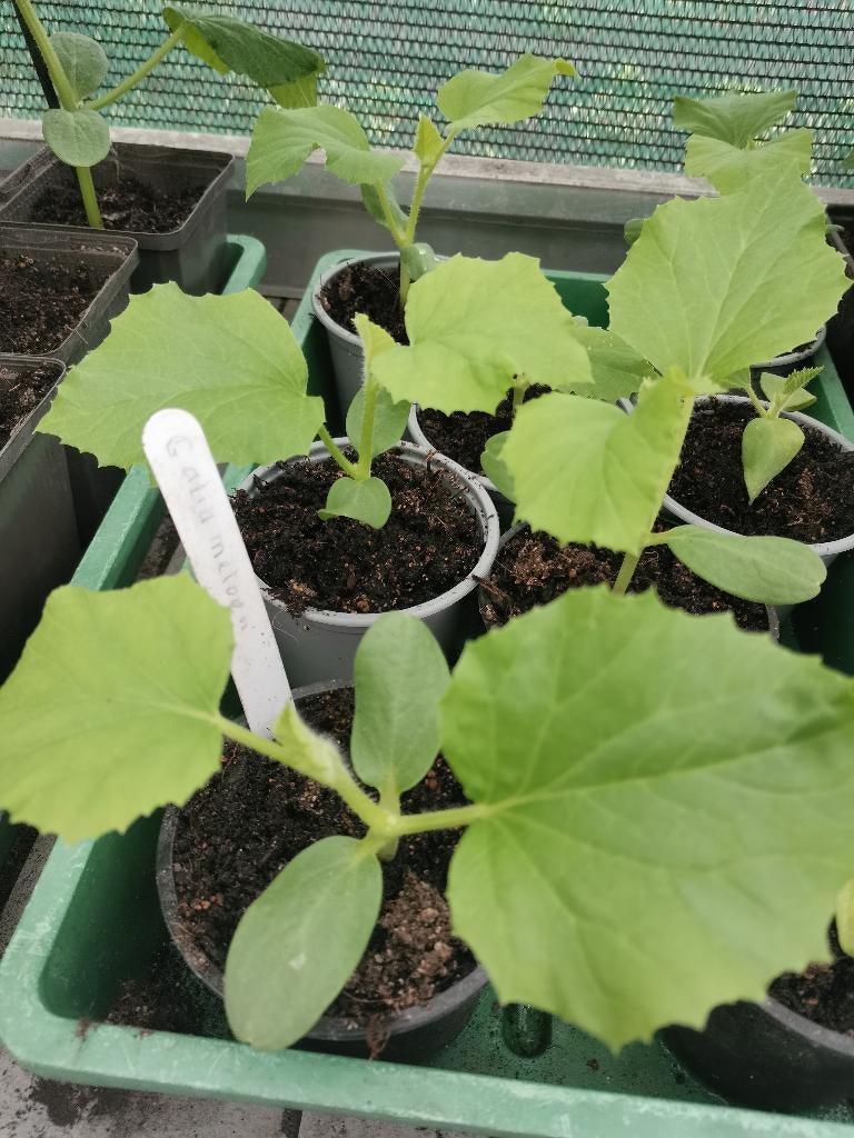 Galia meloen plantjes, Ophalen, Volle zon, Groenteplanten, Eenjarig