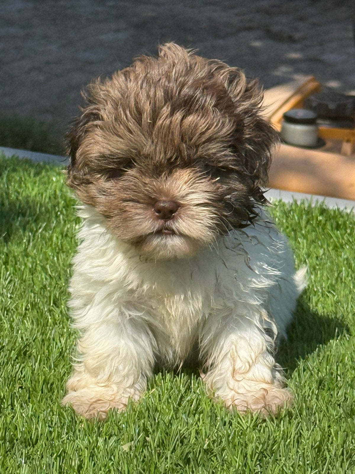 boomer pups shih tzu poedel x maltezer shihpoo maltipoo, Parvo, Nederland, Overige rassen, 8 tot 15 weken