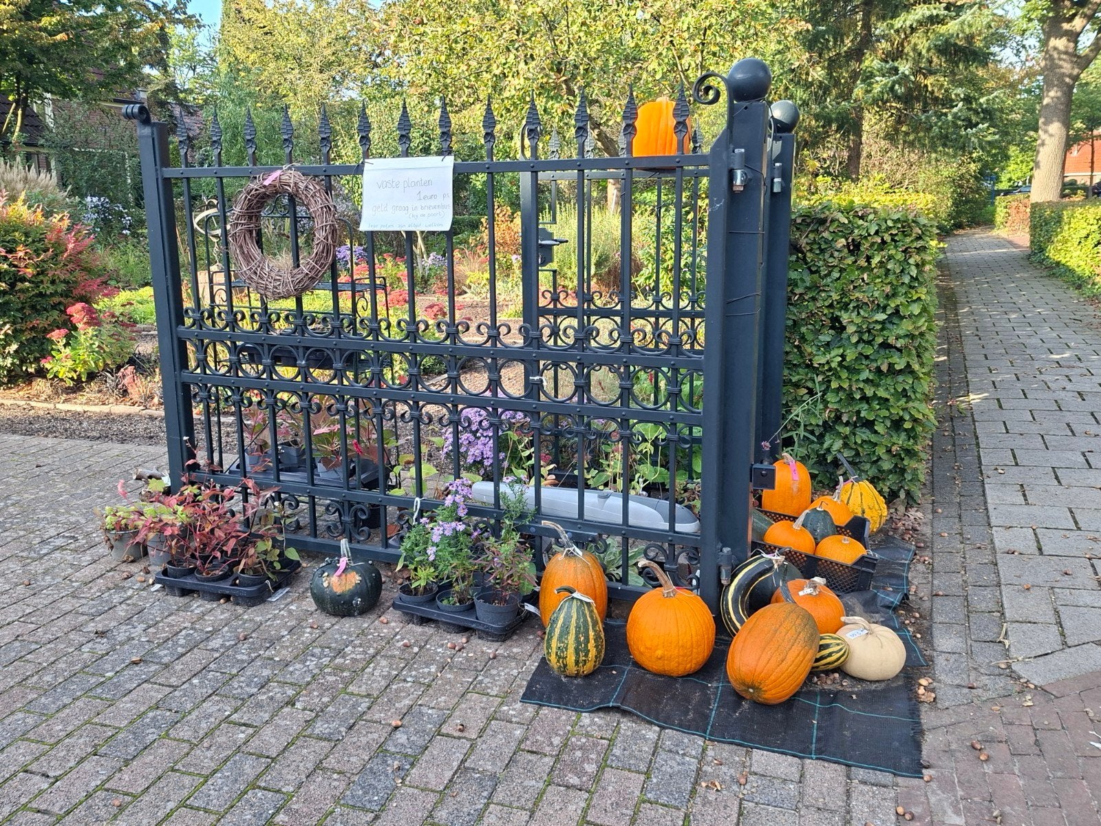 diverse soorten pompoenen, Ophalen