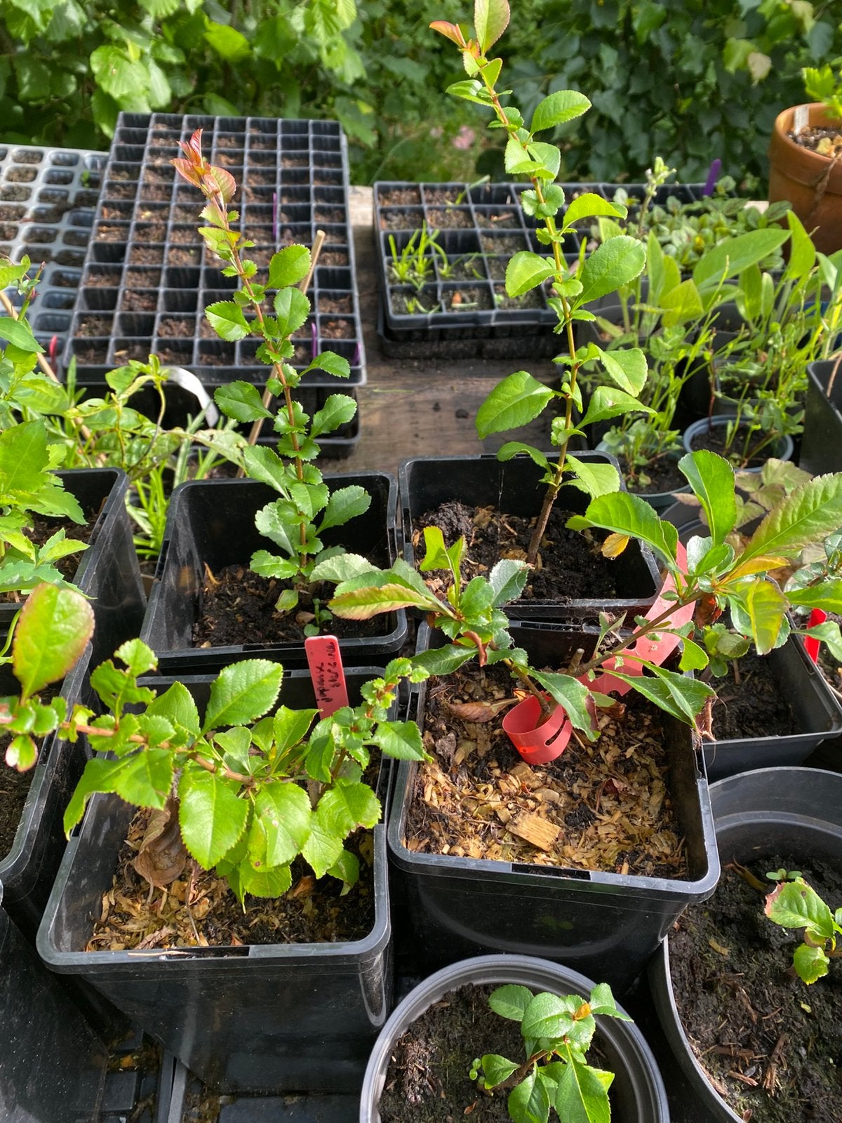 Japanse sierkwee - Chaenomeles Japonica ‘Cido’, Tuin en Terras, Ophalen, Minder dan 100 cm, Lente, Overige soorten