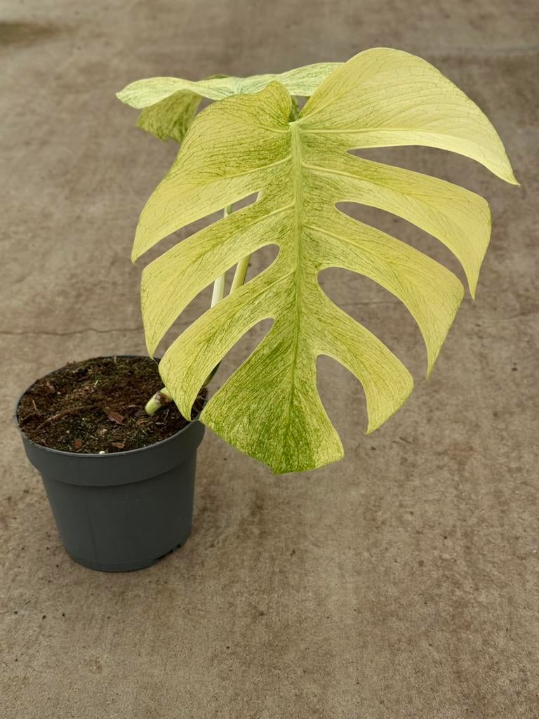 Monstera Full Mint, Huis en Inrichting, Kamerplanten, Ophalen of Verzenden, Halfschaduw, Minder dan 100 cm
