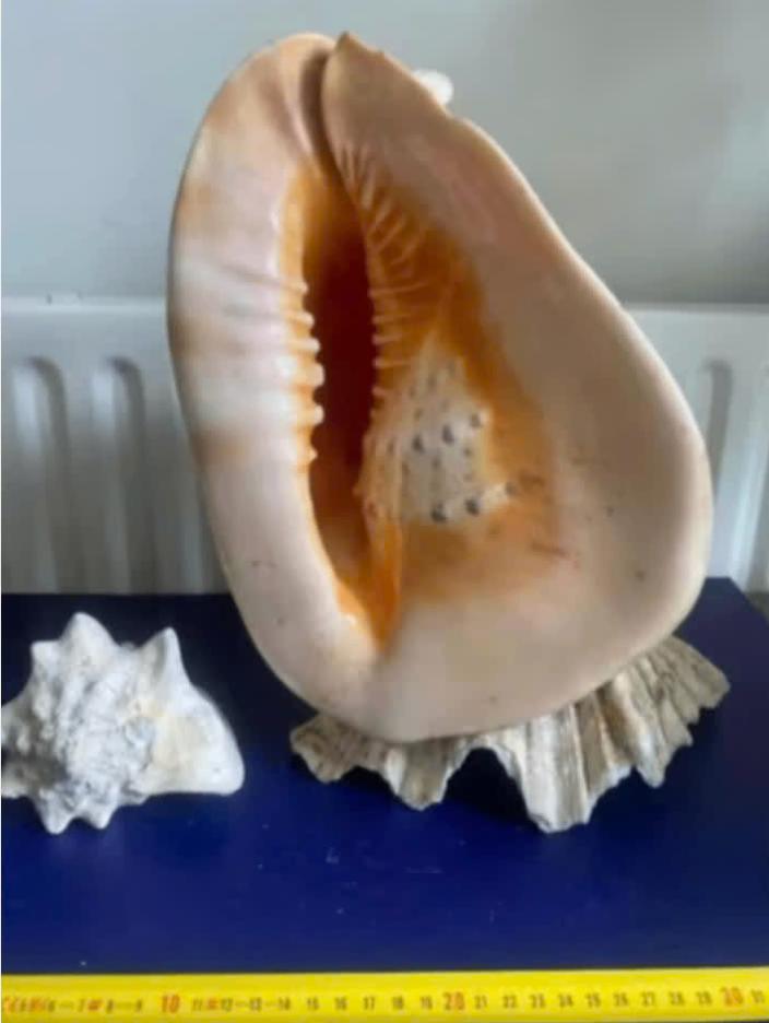 Reuzen helmschelp op doopvontschelp, Verzamelen, Mineralen en Fossielen, Ophalen of Verzenden, Schelp(en)