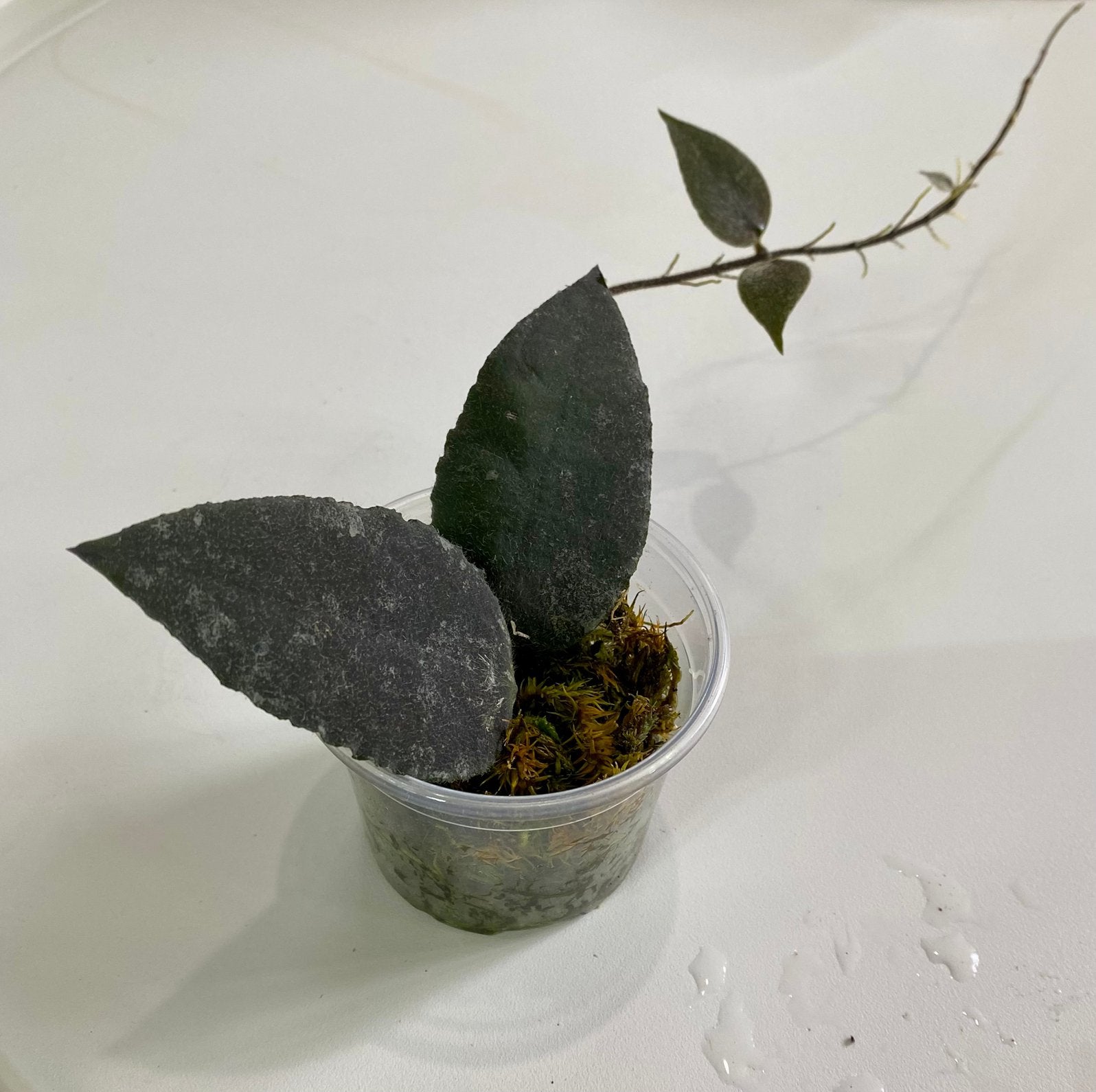 Hoya Caudata Sumatra, Huis en Inrichting, Kamerplanten, Ophalen of Verzenden, Halfschaduw, Minder dan 100 cm