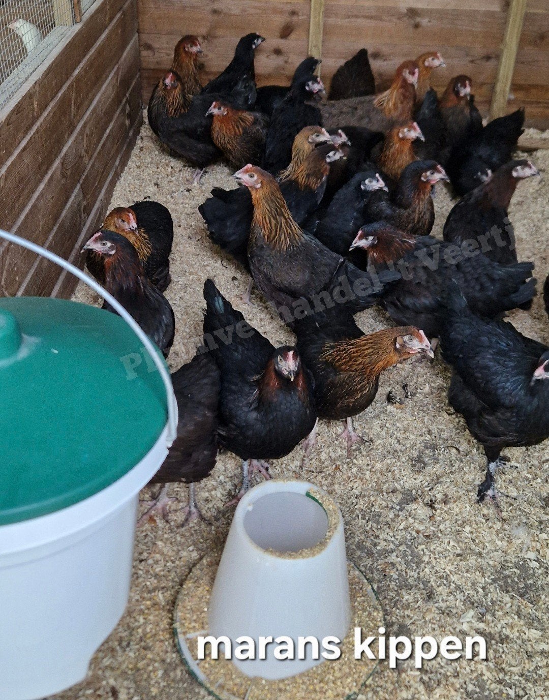 Jonge legkippen leghennen koekoek sussex araucana en meer, Vrouwelijk, Kip