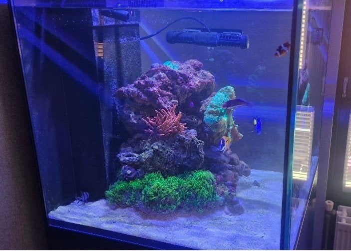 Inhoud aquarium compleet te koop., Dieren en Toebehoren, Vissen | Aquaria en Toebehoren, Ophalen, Gevuld zeewateraquarium