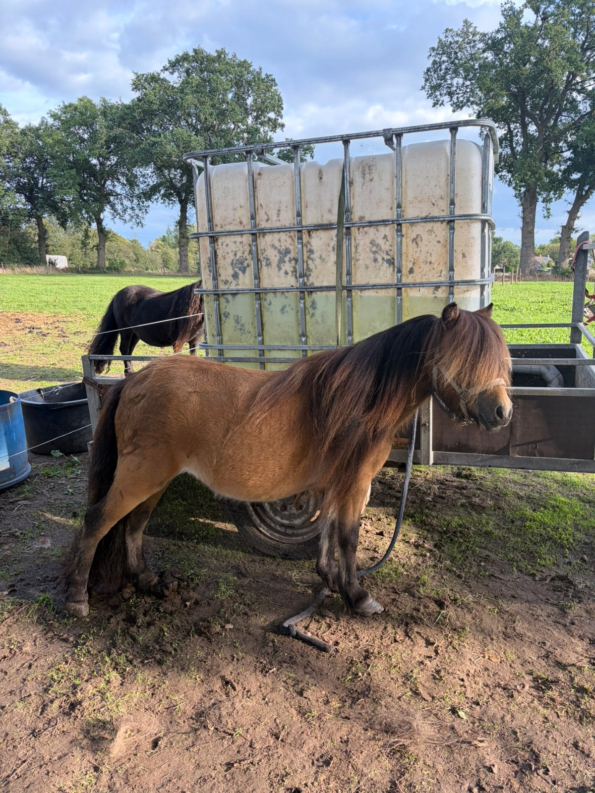 NSPS Pony’s, Dieren en Toebehoren, Merrie, Met stamboom, Niet van toepassing, 0 tot 2 jaar
