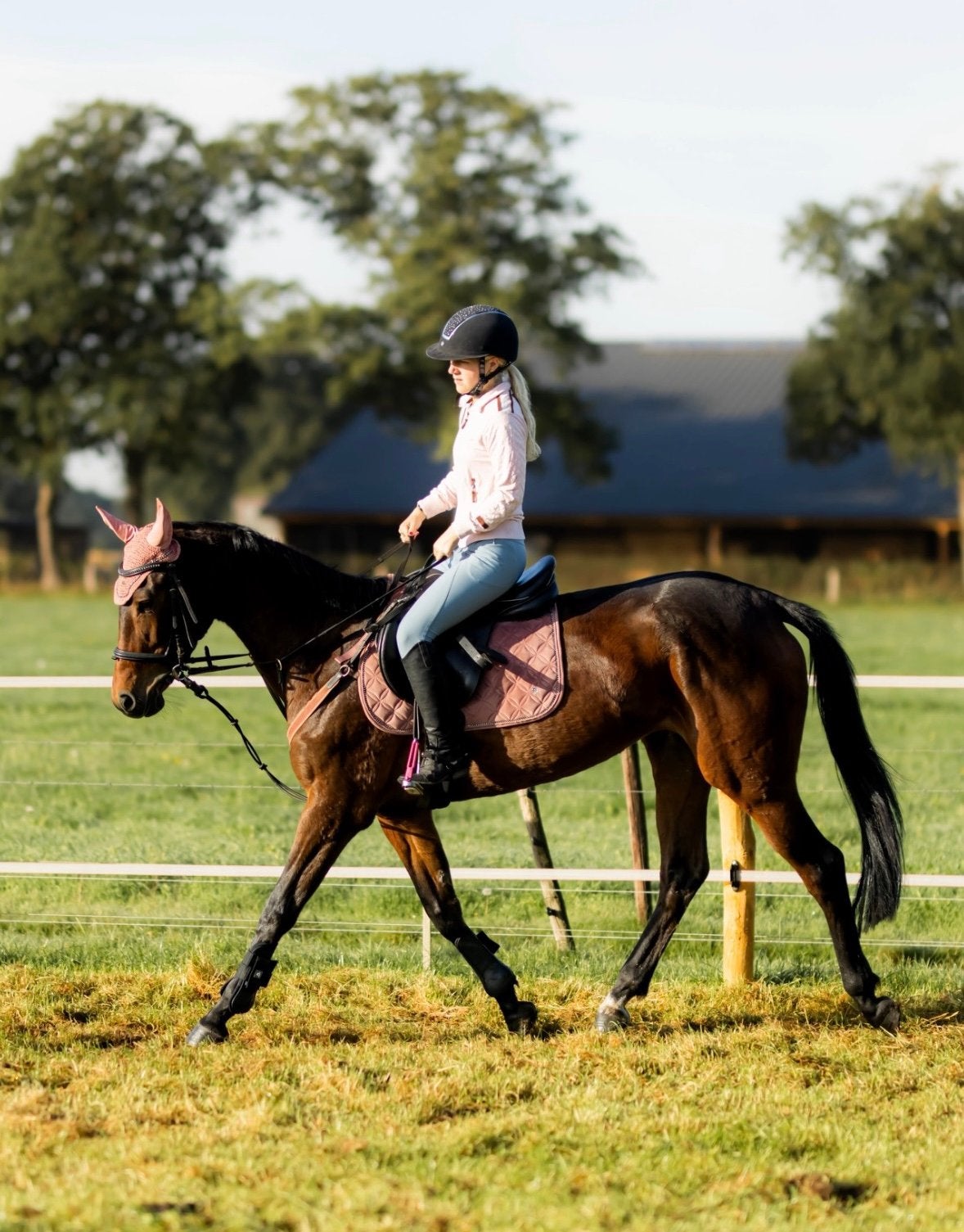 Stalling aangeboden, Stalling, 1 paard of pony