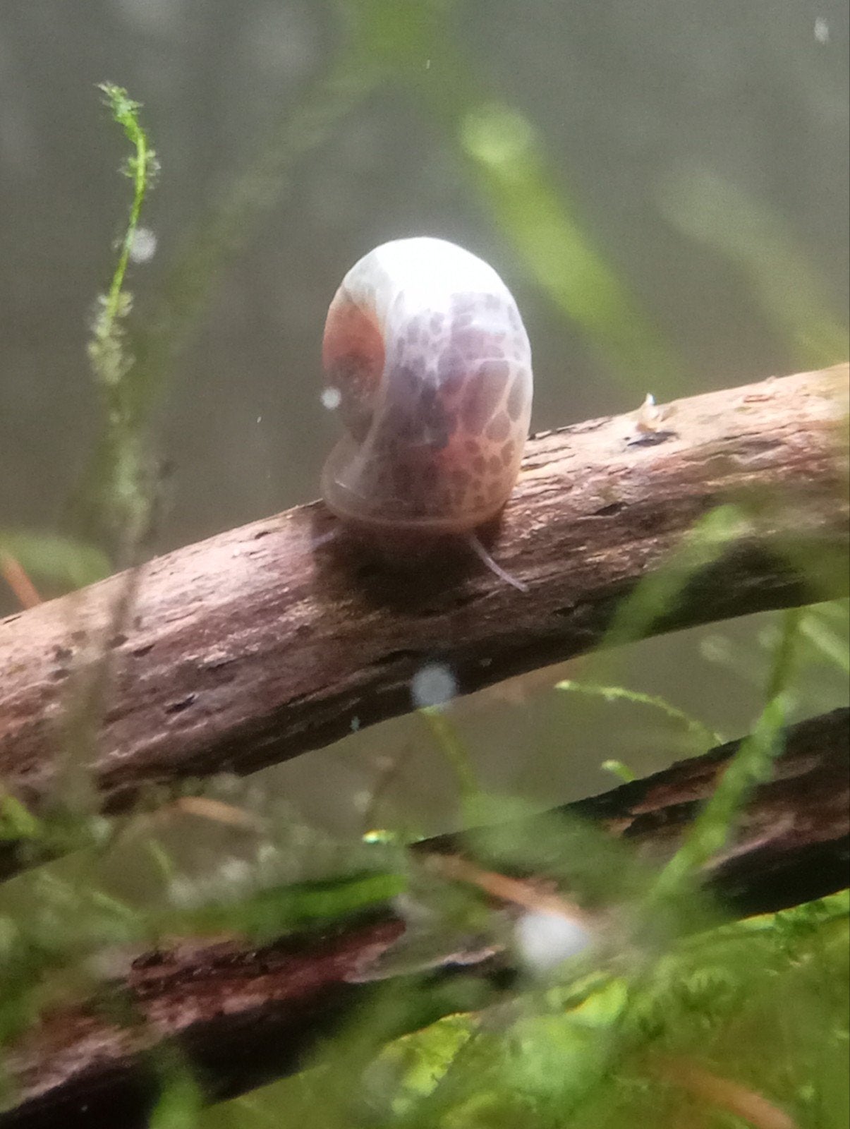Potshoorn slakken mix, Dieren en Toebehoren, Vissen | Aquariumvissen, Slak of Weekdier
