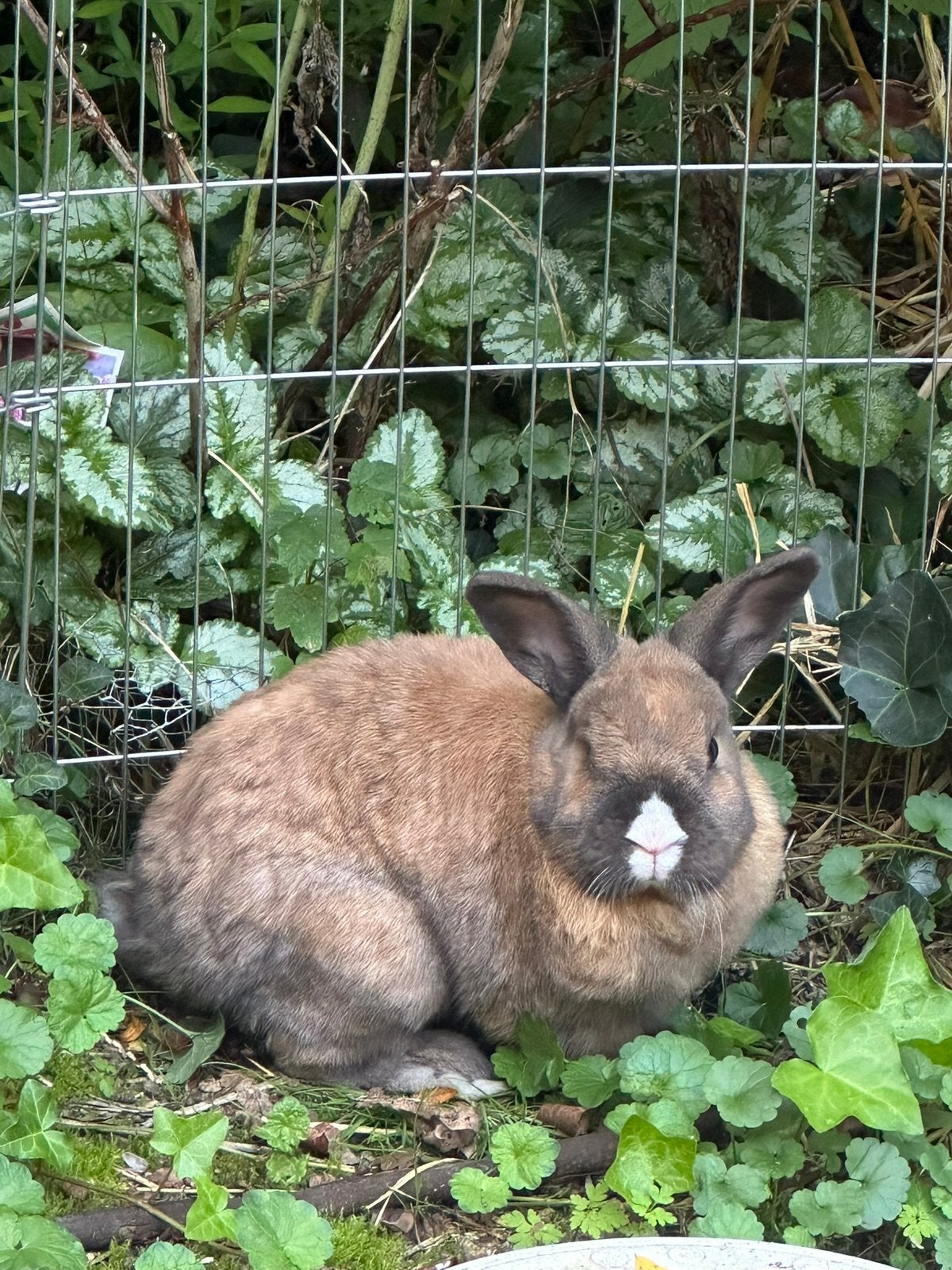 Lief gecastreerd rammetje konijn van net 3 jaar, Dieren en Toebehoren, Mannelijk, Klein, 3 tot 5 jaar