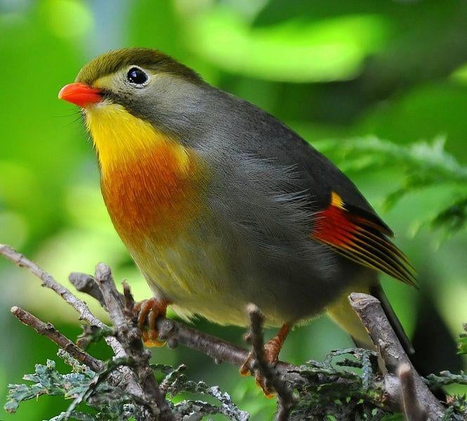 1-1 japanse nachtegaal beschikbaar., Meerdere dieren, Tropenvogel, Geringd