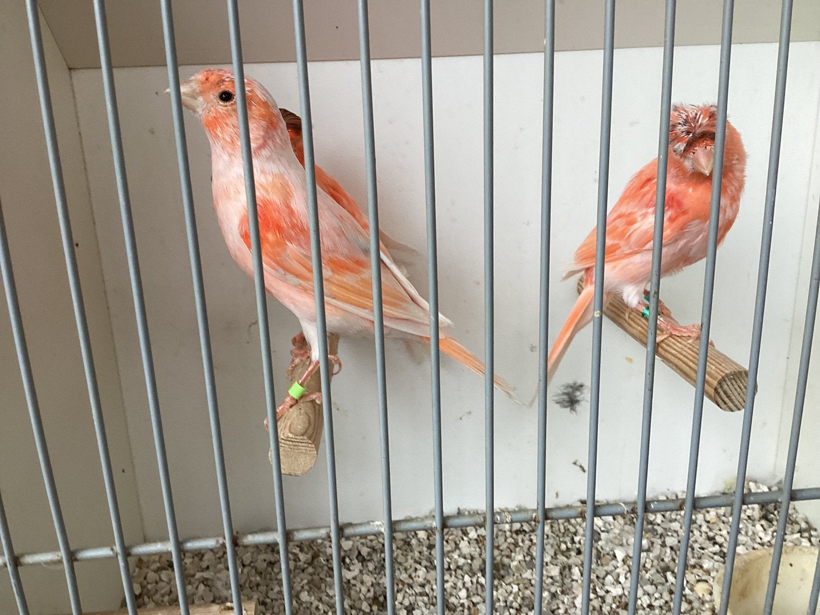 Te koop drie harlekijn manner met kuif een zonder kiuf, Mannelijk, Postuurkanarie