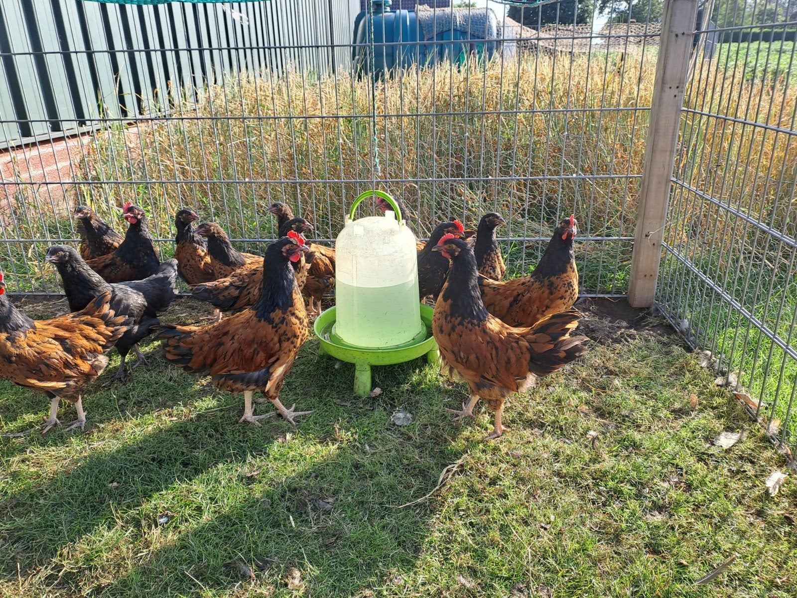 Haantjes Vorwerk X Barnervelder, Dieren en Toebehoren, Pluimvee, Mannelijk, Kip