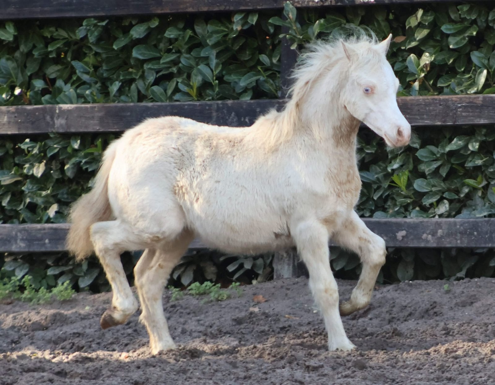 Drie klasse Welsh sectie A merrieveulens, Dieren en Toebehoren, Merrie, B pony (1.17m tot 1.27m), Met stamboom, 0 tot 2 jaar