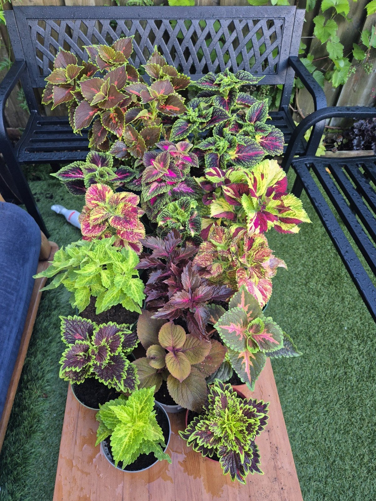 20+ soorten Coleus planten – diverse kleuren en maten vanaf, Ophalen, Nieuw