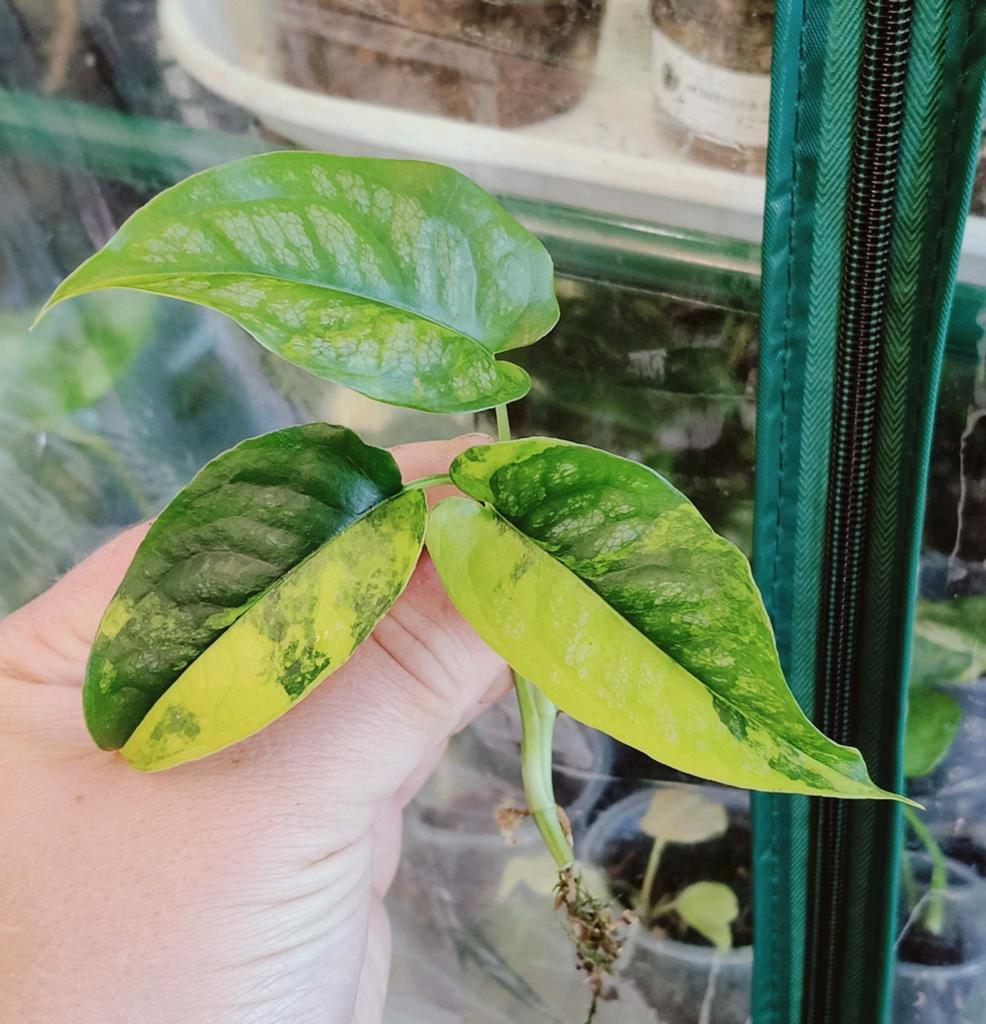 tetrasperma monstera Rhaphidophora Tetrasperma (Mini Monstera) Variegated – Groovy Growing