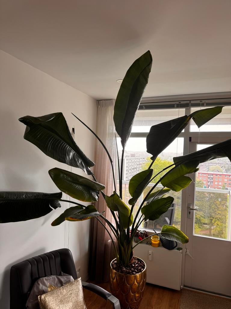 Strelitzia, Huis en Inrichting, Kamerplanten, Ophalen, 200 cm of meer, Halfschaduw, In pot