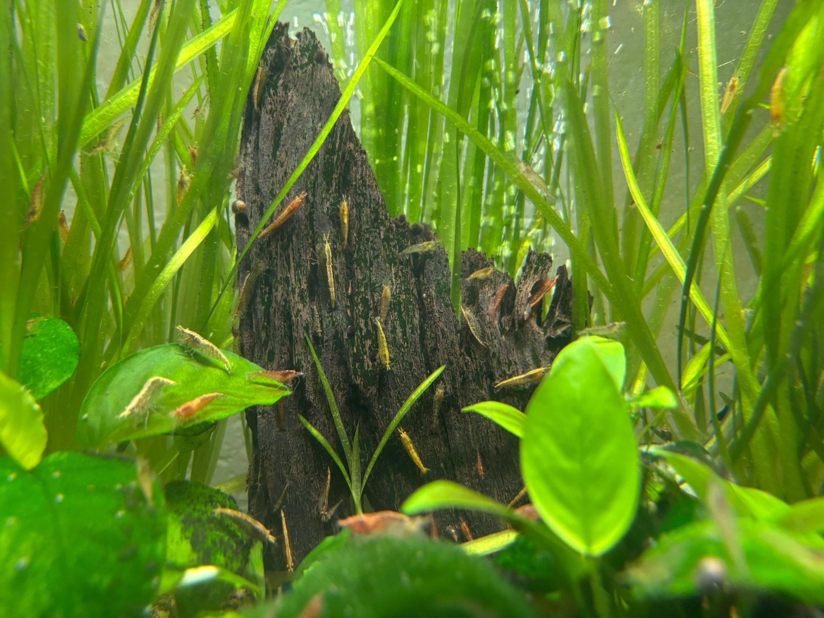 Neocaridina garnalen mix nu 15 stuks voor €5, Kreeft, Krab of Garnaal