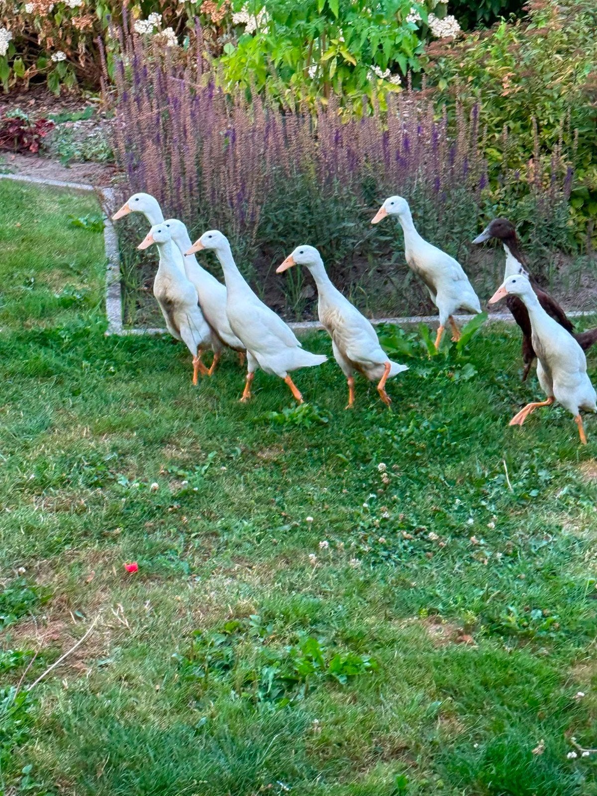 jonge loopeenden te koop van juni, Dieren en Toebehoren, Meerdere dieren