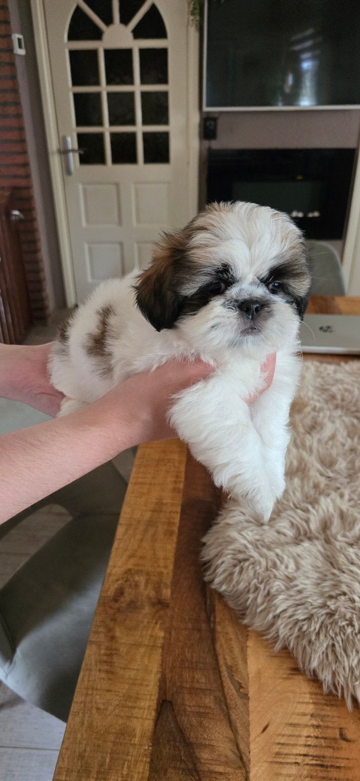 Mooie shih-tzu pups, Dieren en Toebehoren, Honden | Chihuahua's en Gezelschapshonden, Overige rassen, Meerdere, Meerdere dieren