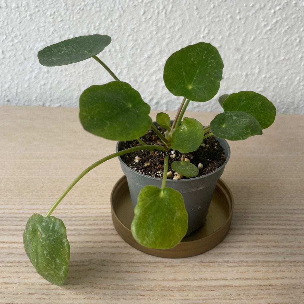 Pilea ‘Sugar’ stekje, Ophalen, Overige soorten, Halfschaduw, In pot