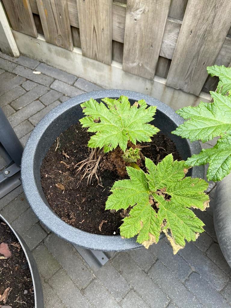 Gunnera Manicata stekken, Ophalen, Volle zon, Overige soorten, Minder dan 100 cm