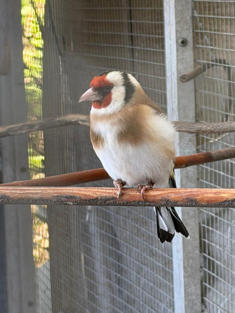 Majoor putter man, Mannelijk, Wildzangvogel